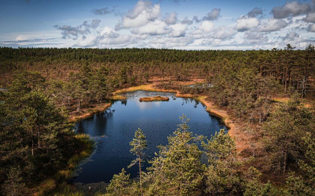 Nature Near the City: 5 Easy Day Trips from Tallinn